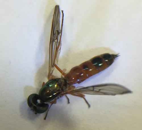 Sargus bipunctatus